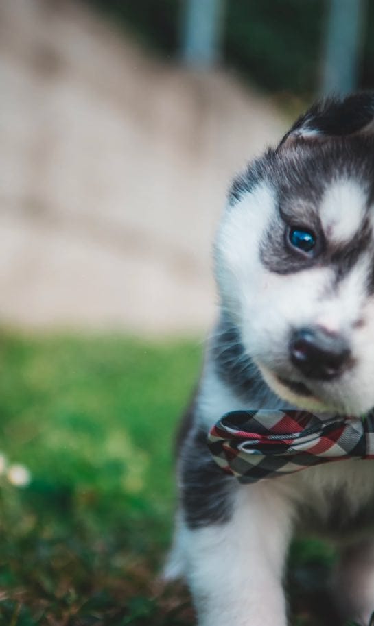 Bobby est protégé par kozoo, assurance santé chien chat