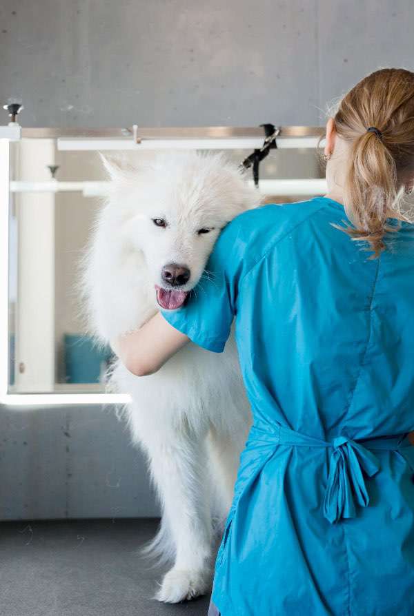 Chien à clinique vétérinaire de Saint-Roch à La Rochelle