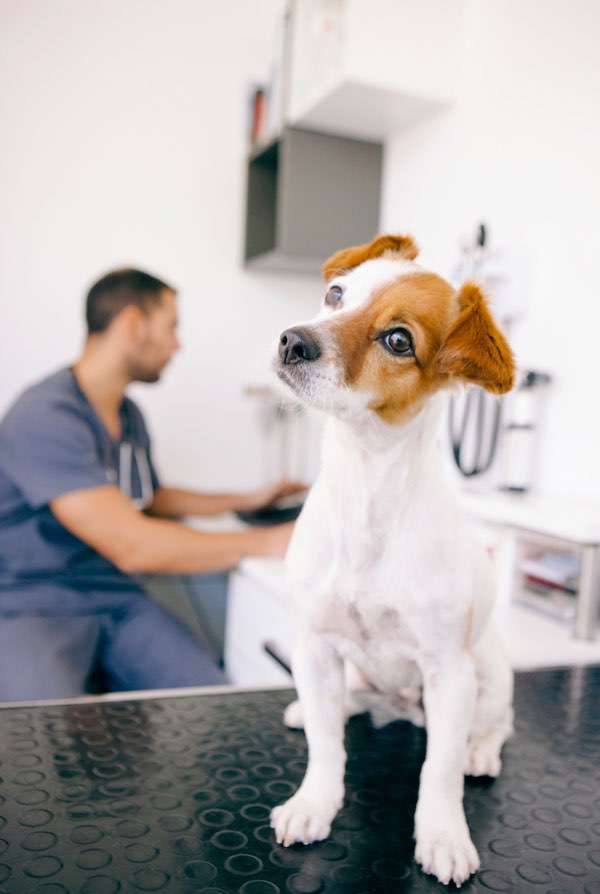Chien dans une clinique vétérinaire dans l'Ain