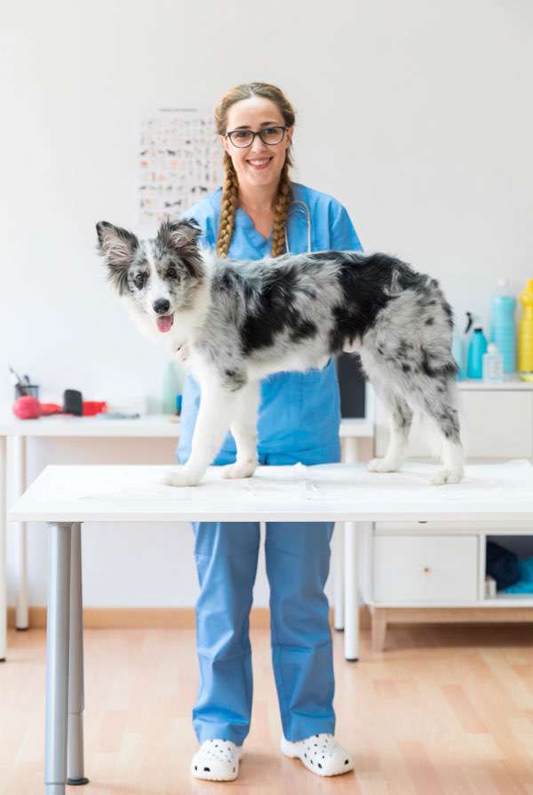 Chien dans une clinique vétérinaire en Nouvelle-Aquitaine