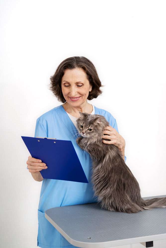 Chat dans une clinique vétérinaire en Nouvelle-Aquitaine