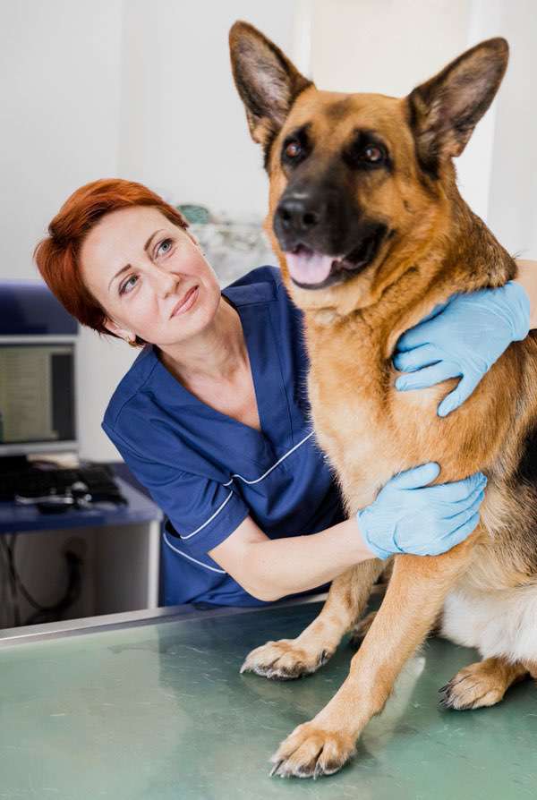 Chien avec un vétérinaire en Nouvelle-Aquitaine