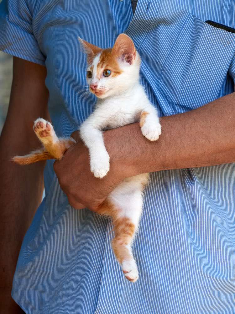 Chat dans une clinique vétérinaire dans l'Ain