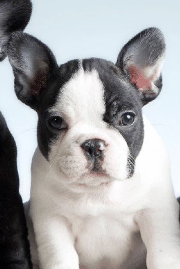 Chiot type Bouledogue stérilisé