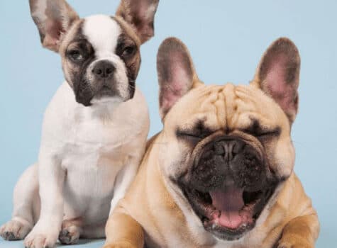 Stérilisation de la chienne