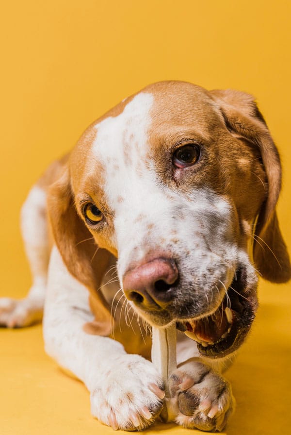 Chien qui mange une friandise