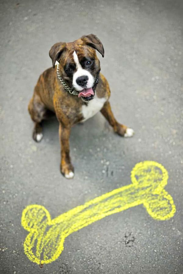 Chien avec un os en craie au sol