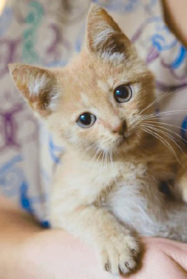 Chaton abandonné chez quelqu'un