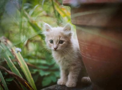 Chaton abandonné dehors