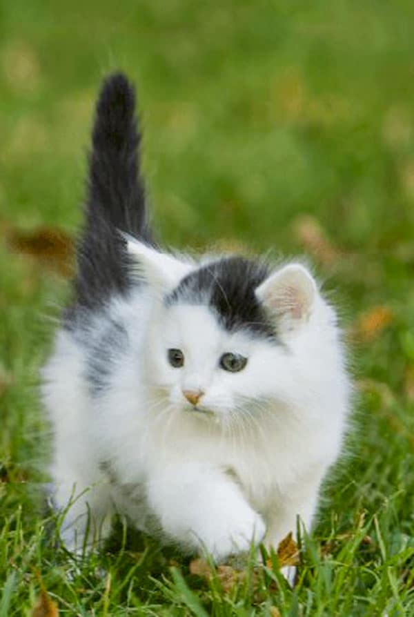 Chaton blanc abandonné