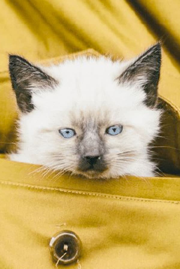 Chaton dans un sac