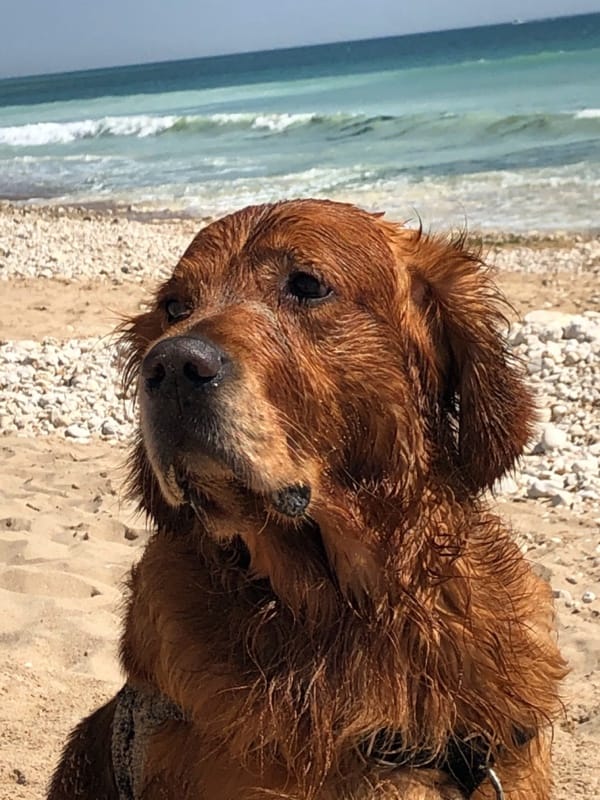 Jeevan, Golden Retriever