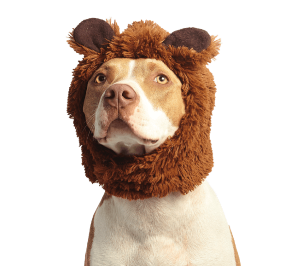 Chien American Staffordshire costume