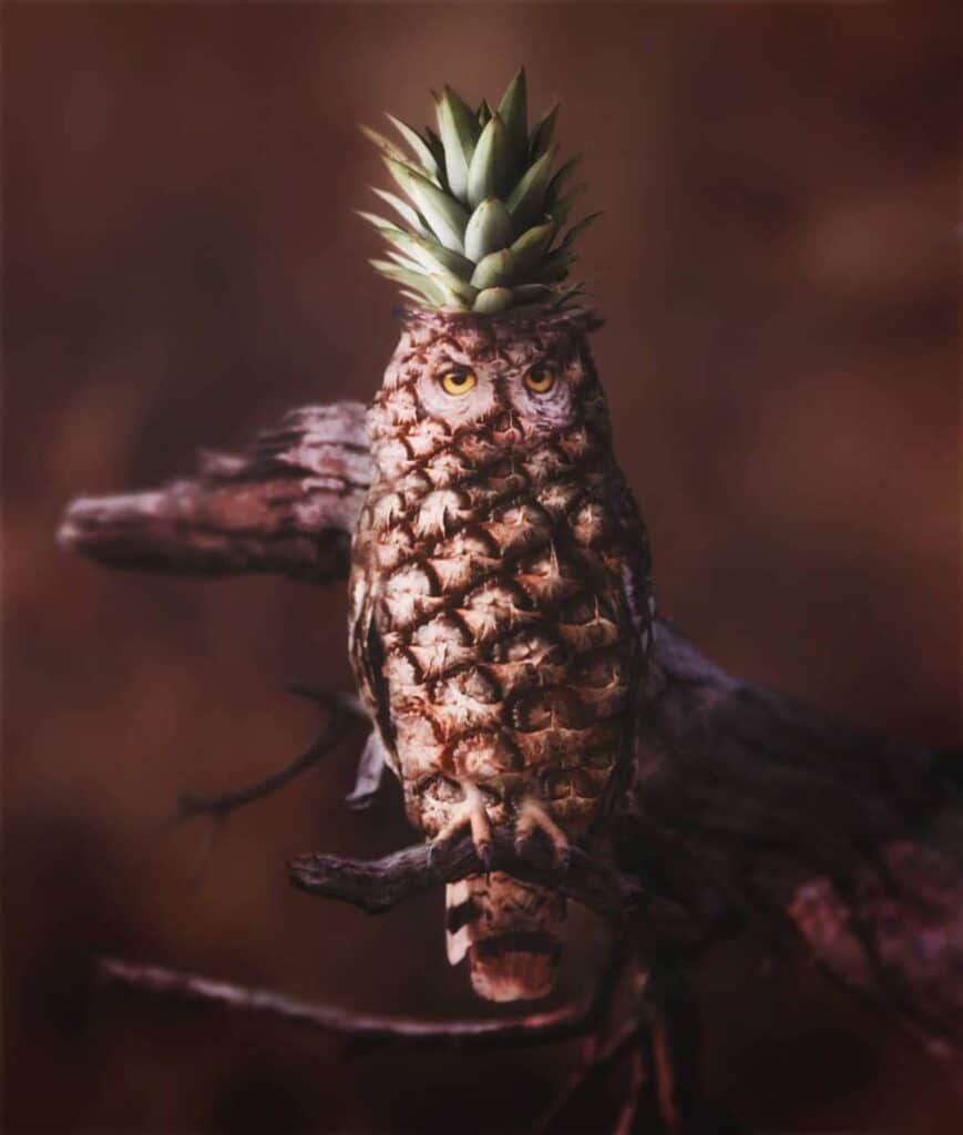 chouette ananas