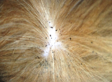 Puce Et Chien Le Guide Parfait Pour Vous En Sortir Facilement Kozoo