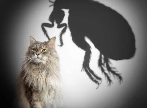 puce-chat-monstre