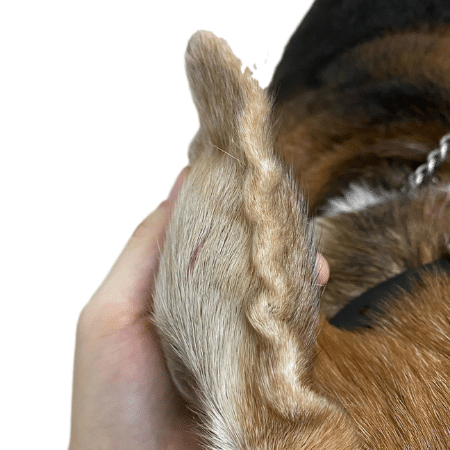 Chien traitement pharmacie otite Mon chien