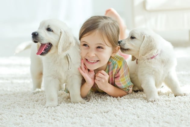 Petite fille allongée sur un tapis avec 2 chiots golden retriever