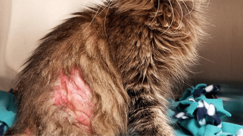 Les Puces Du Chien Et Du Chat 10 Photos Pour Vous En Degouter Desole Si Ca Gratte Un Peu