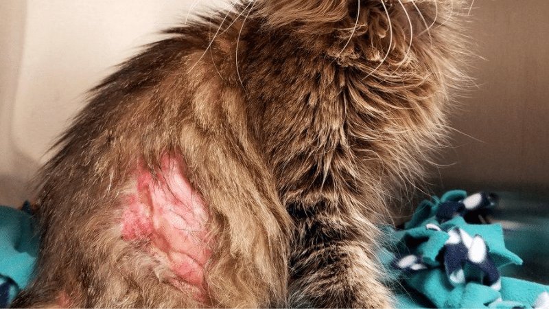 Chat attaqué par des puces qui se gratte très fort et s'abime la peau 