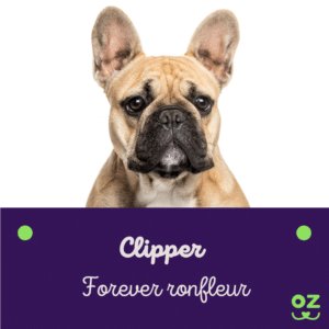 Bouledogue français assurance