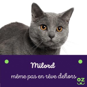 chat chartreux classement race