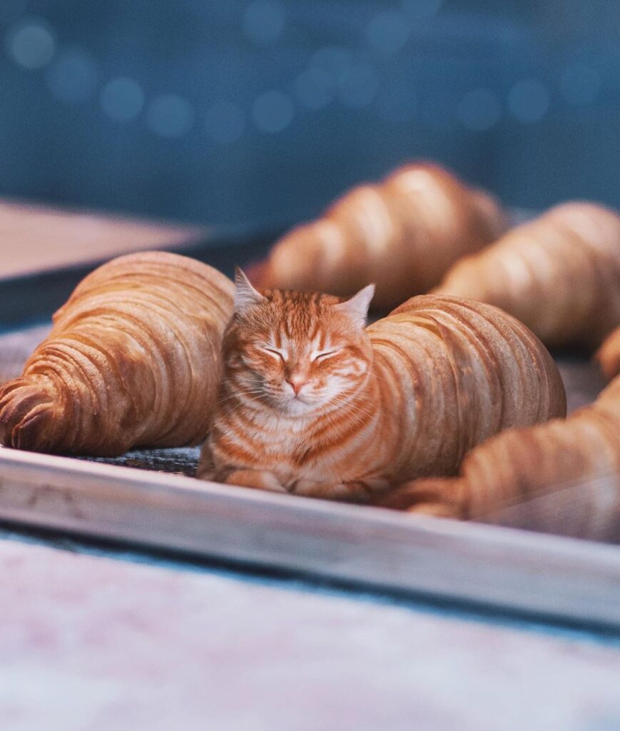 chat croissant