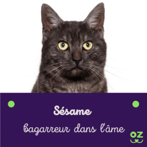 chat croisé classement race