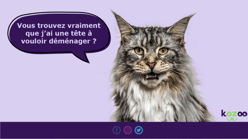 assurance chat déménagement