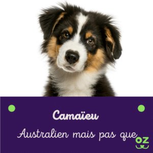 berger australien assurance