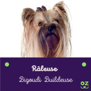 yorkshire terrier assurance