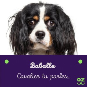 cavalier king charles assurance