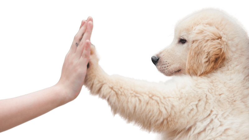 chien-high-five