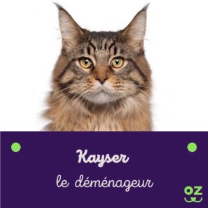 chat maine coon classement race