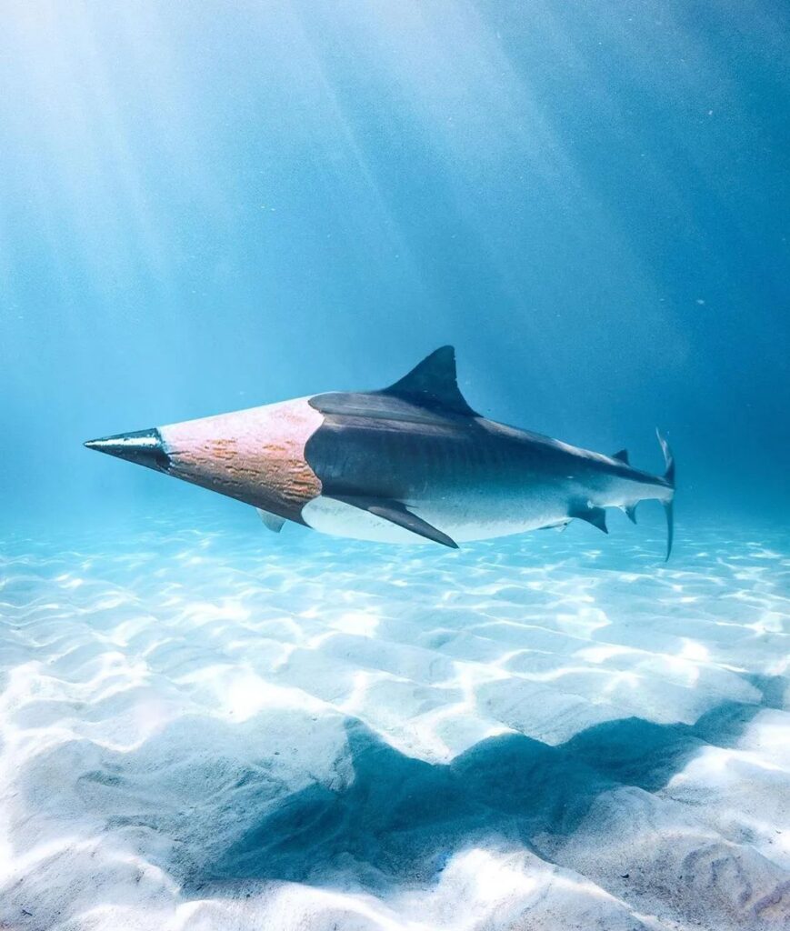 requin crayon