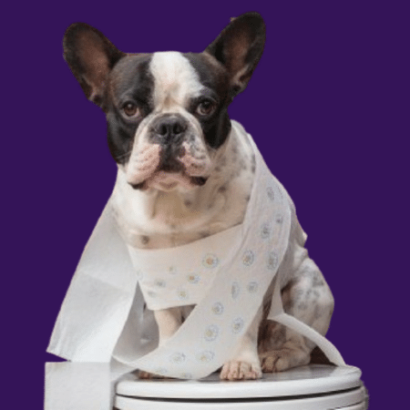 couverture maladie chien diarrhée