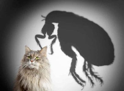 Chat avec une ombre de puce