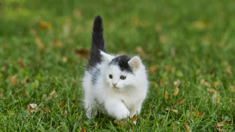 chaton blanc et noir abandonné