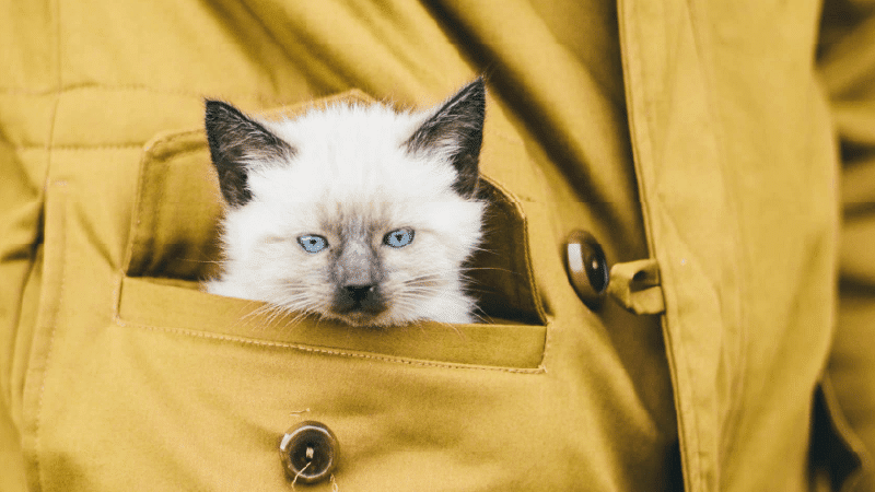 Chaton qui se réchauffe dans une poche de manteau en pleine période de sevrage 