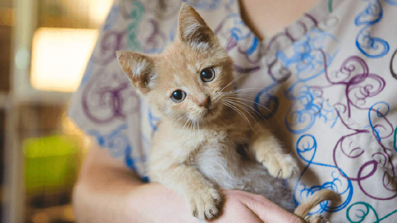 Chatpn abandonné et recueilli dans les bras d'une dame qui prend soin de lui  