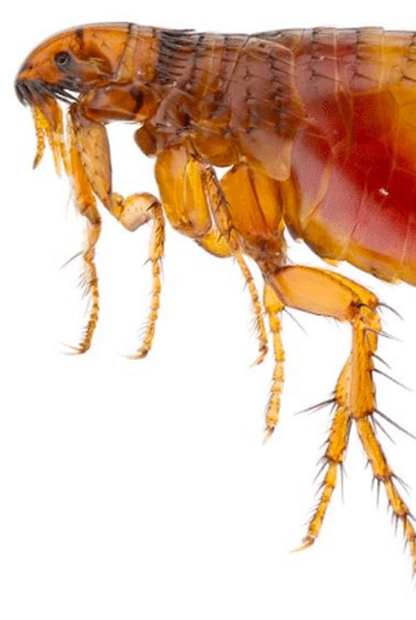 Puce au microscope
