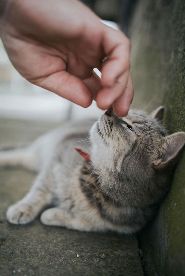 Chat ayant une tique sur le museau