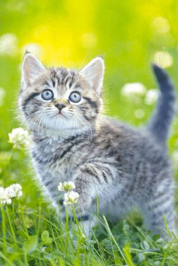 Chat dans un jardin