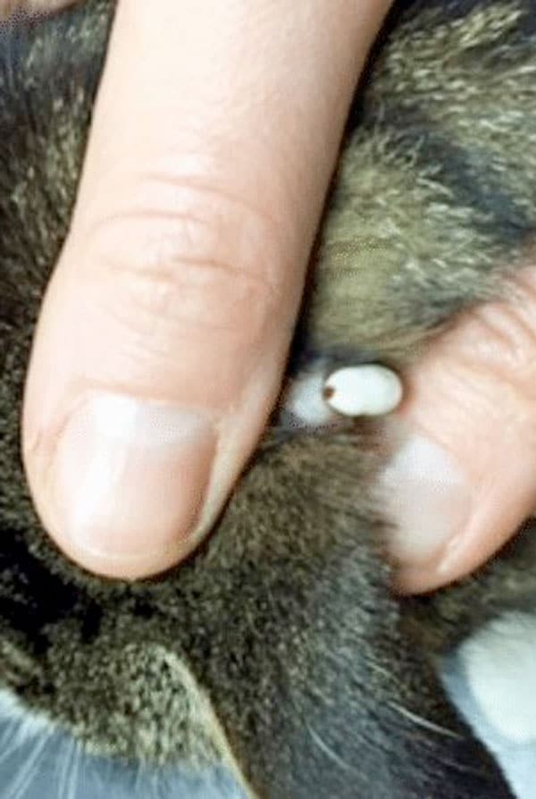 Tique sur l'oreille d'un chat