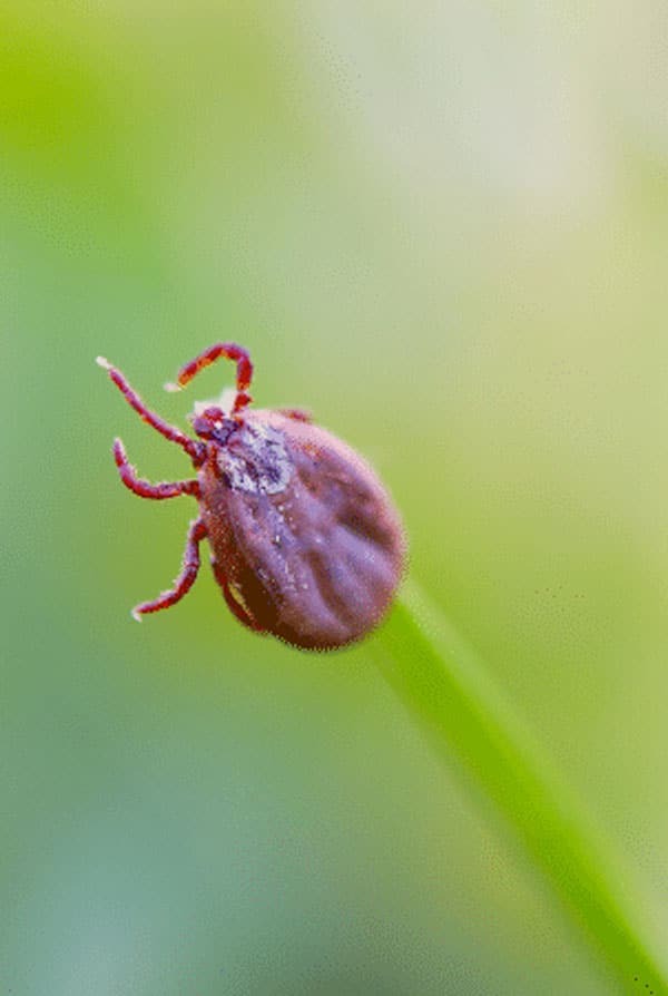 Tique sur un brun d'herbe