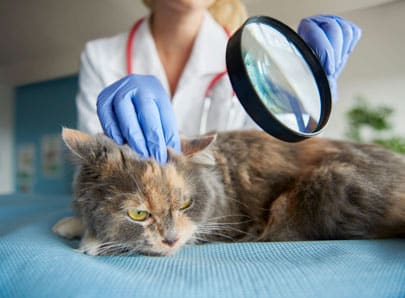 Vétérinaire qui cherche une tique sur un chat