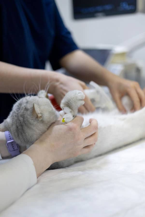 chat blanc et gris sur une table chez le veterinaire
