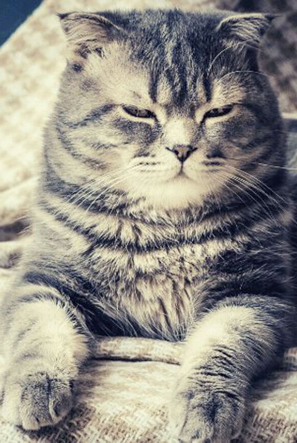 chat gris et sa gamelle