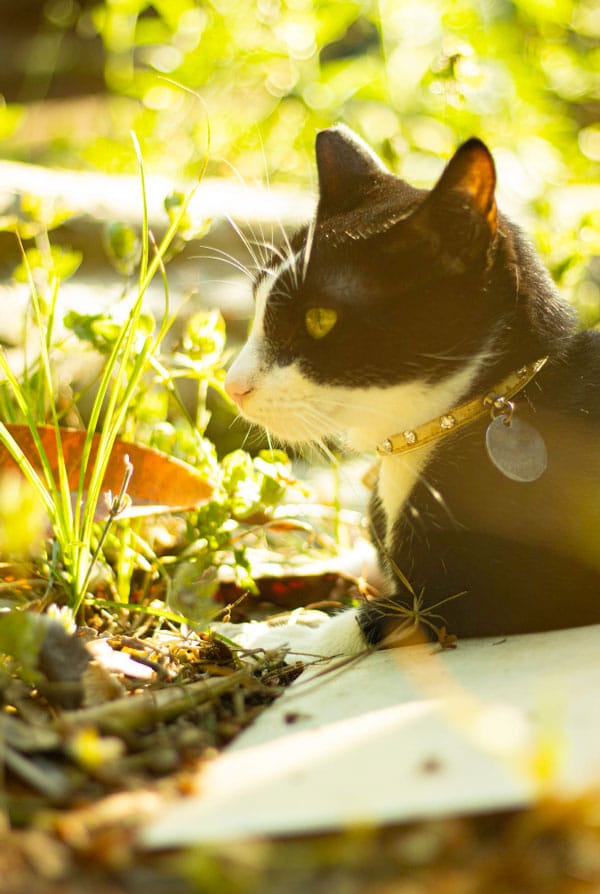 chat noir et blanc dans le jardin