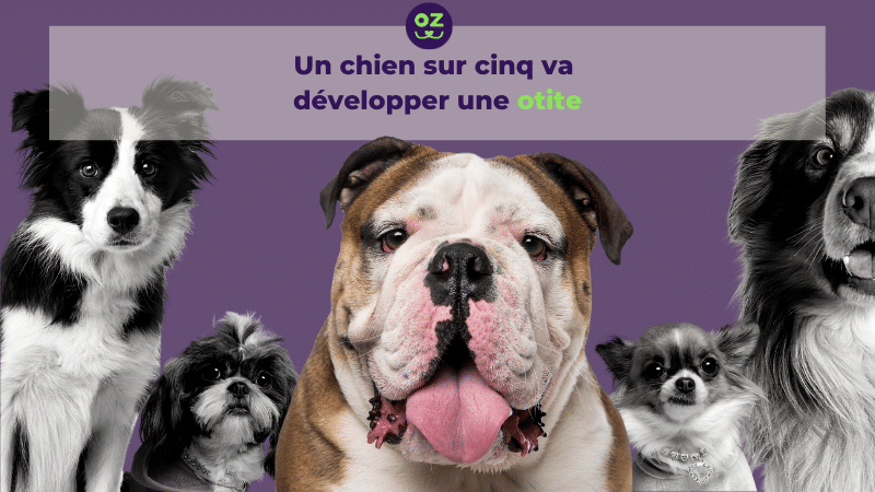 Otite Du Chien Allo Docteur Je Fais Quoi Kozoo